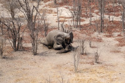 An aerial survey in July revealed 19 poached carcasses bringing the total to 105 since October 2023.